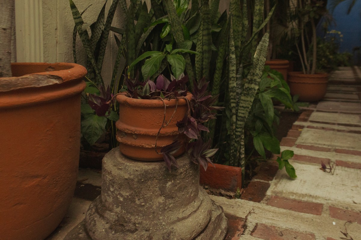 Terracotta plant pots raised on stone supports beside a garden path