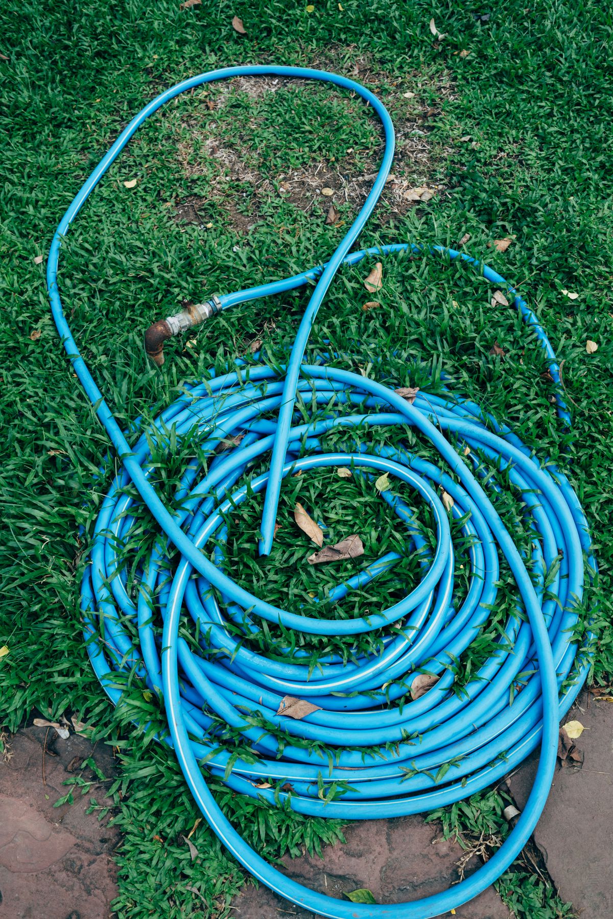 Blue garden hose coiled on grass