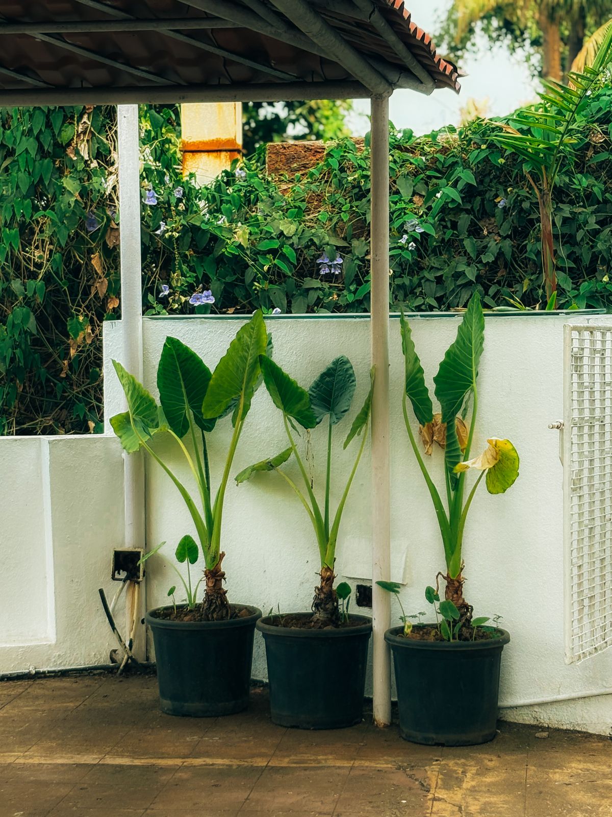 Potted plants grouped on a patio